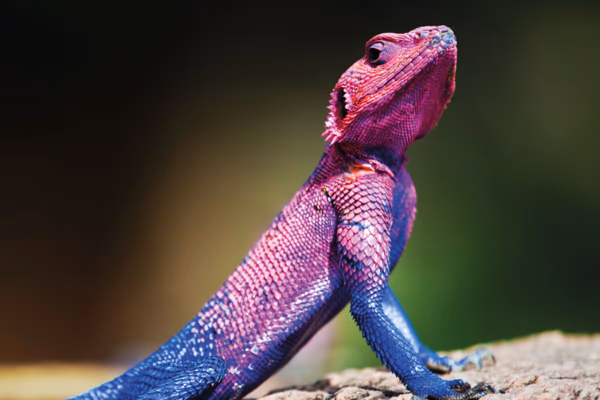 ¿Qué significa la palabra Agama?